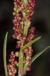 Common sheep sorrel